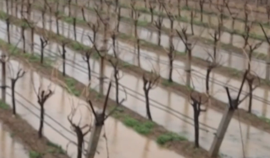 Manisa’da Yağmur Sevinci: Üzüm Bağları Nefes Aldı