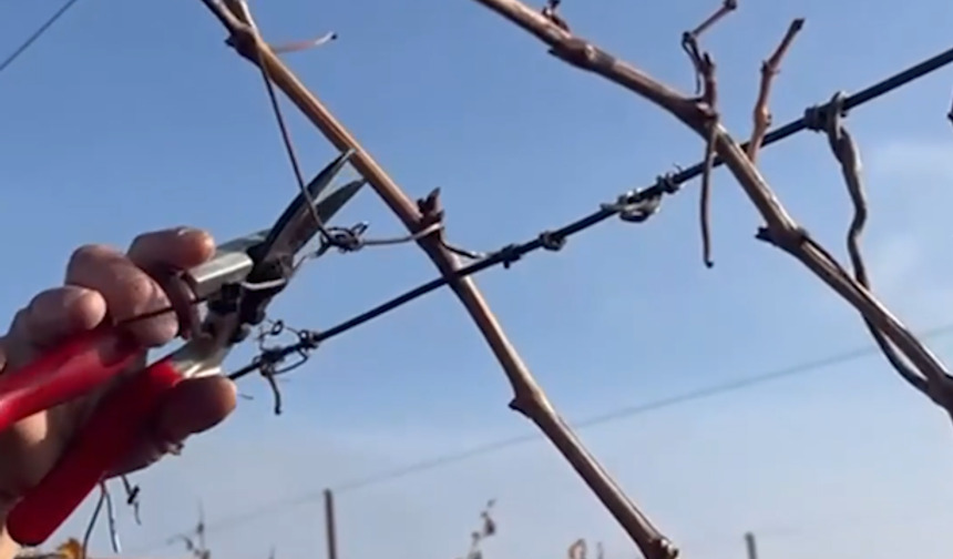 Denizli Buldan’da Üzüm Bağlarında Yeni Sezon Mesaisi Başladı