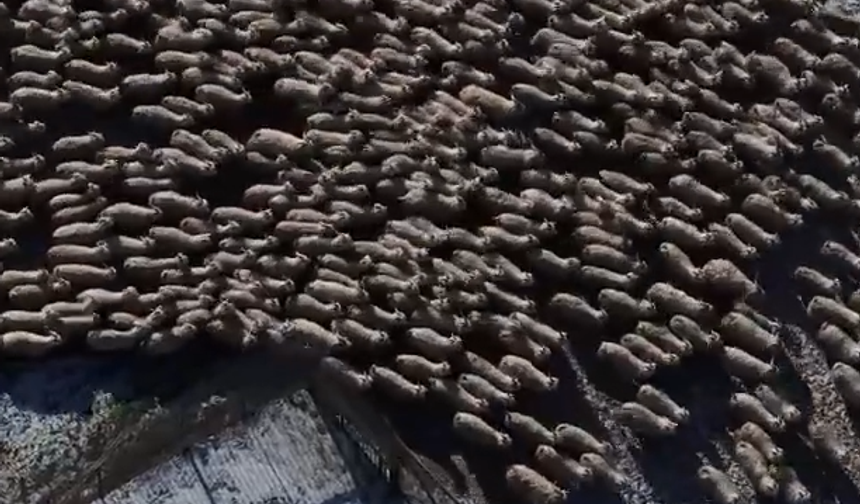 Dondurucu Soğukta 600 Yeni Can İçin Nöbet