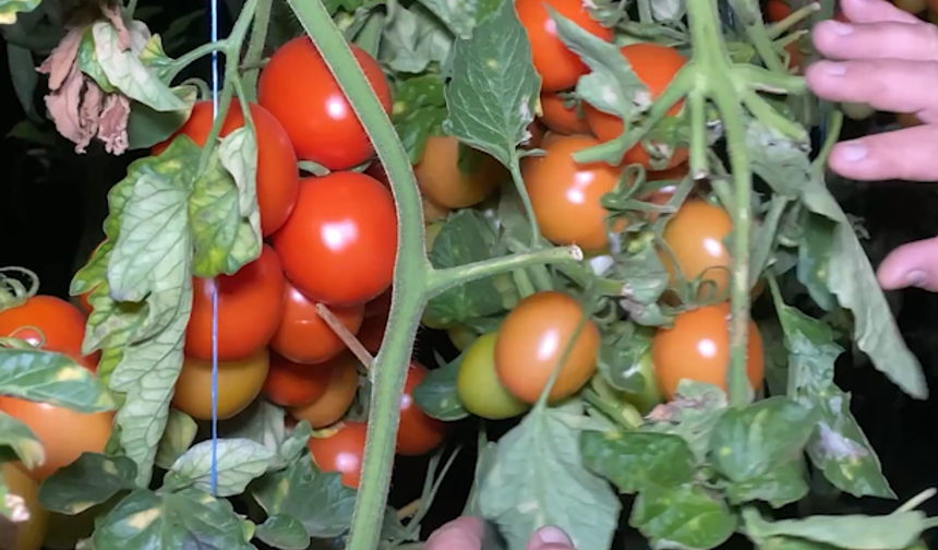 Seralarda Don Nöbeti: Çiftçi Sobayla Sabahladı