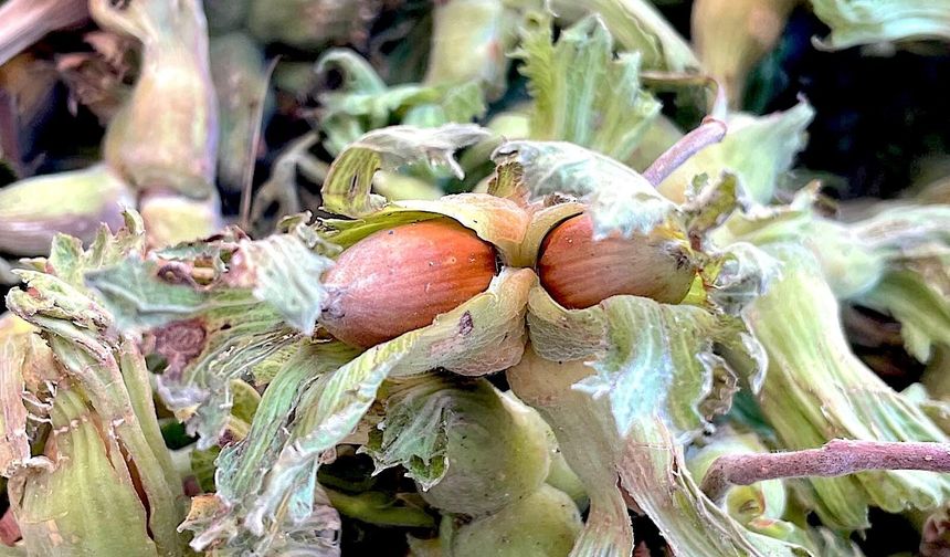 Uludağ’ın Fındığı Cevizi Tahtından Edebilir