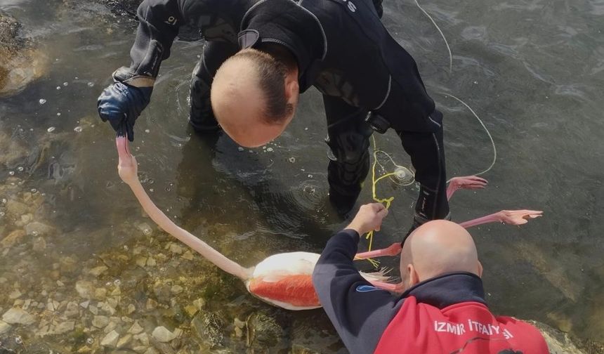 İnciraltı’nda İpe Dolanan Flamingo Kurtarıldı