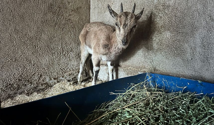 Finike’de Bitkin Bulunan Yaban Keçisi Tedavi Altında