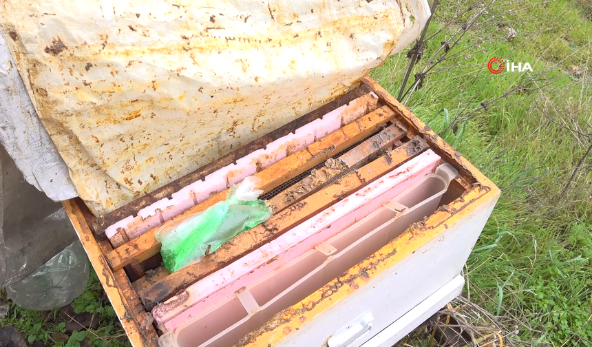 Bursa’da Zirai İlaç Faciası: Milyonlarca Arı Kovandan Dönemeden Öldü