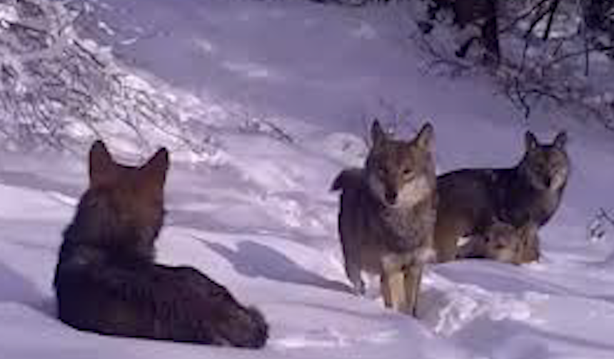 Kurtlar Ağzında Kemikle Görüntülendi