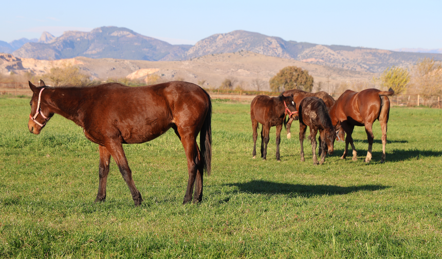 Kozan’da Milyonluk Safkan Taylar Yetiştiriliyor