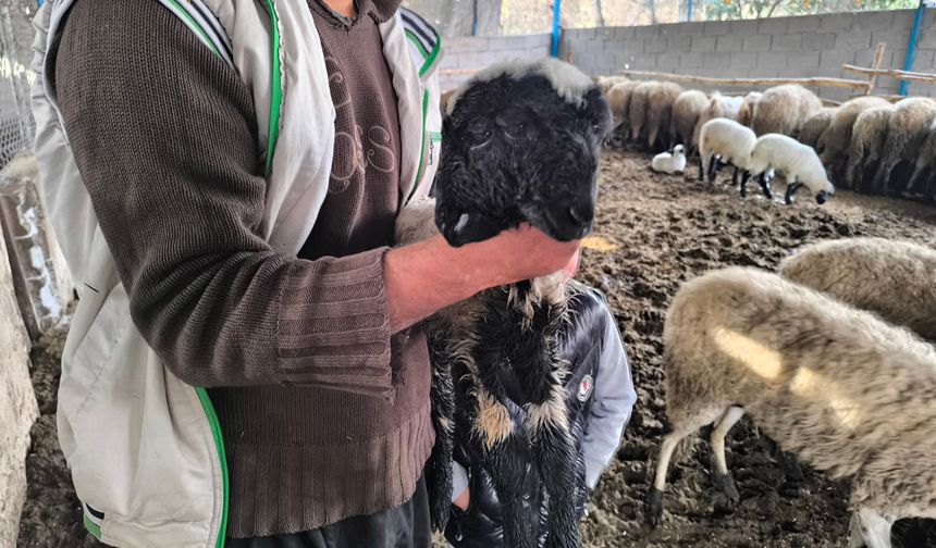 Hatay’da Çift Başlı Doğan Kuzu 1 Gün Sonra Telef Oldu