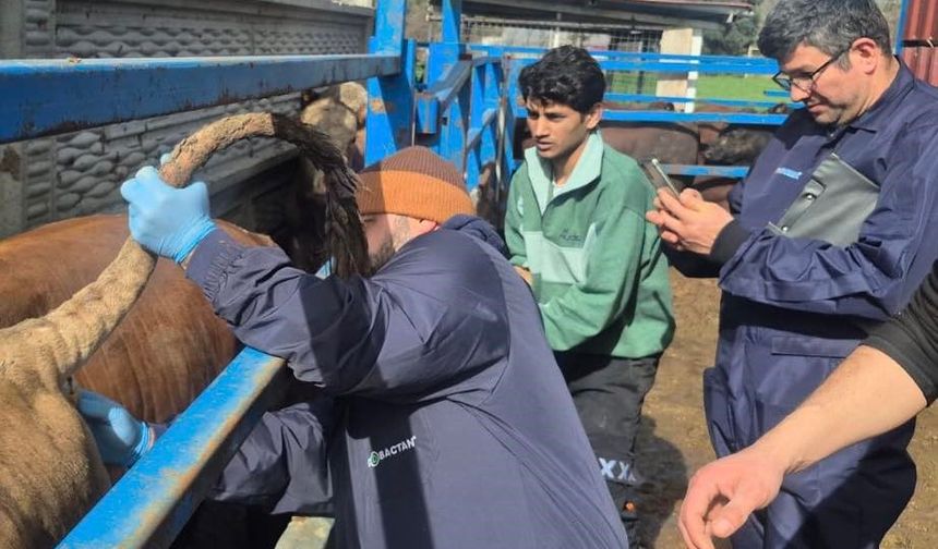 Menteşe’de İthal Besilik Sığırlar Yakın Takipte: Detaylar Ortaya Çıktı