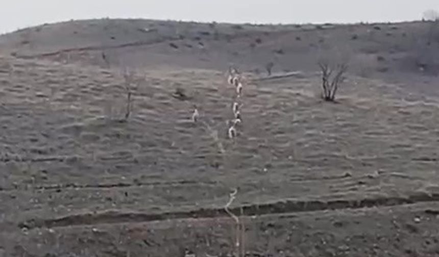 Batman’da Nadir Anlar: Nesli Tehlike Altındaki Dağ Keçileri Görüntülendi