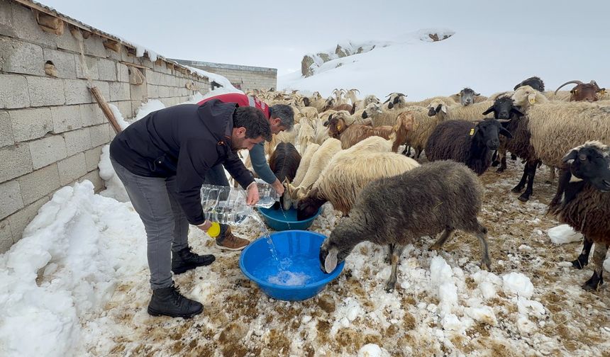 Karda Susuz Kalan Sürüye Devlet Eli Uzandı
