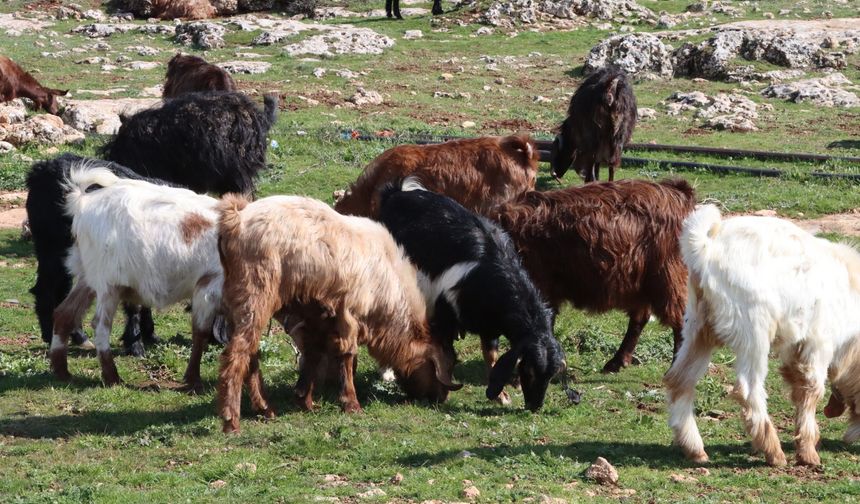 Şanlıurfa’da Kar ve Yağmur Toprağa Can Suyu Oldu