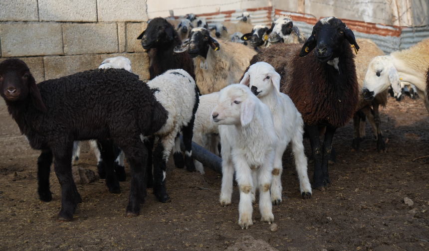 Muş’ta Küçükbaşta Büyük Artış: 650 Bin Yavru Bekleniyor