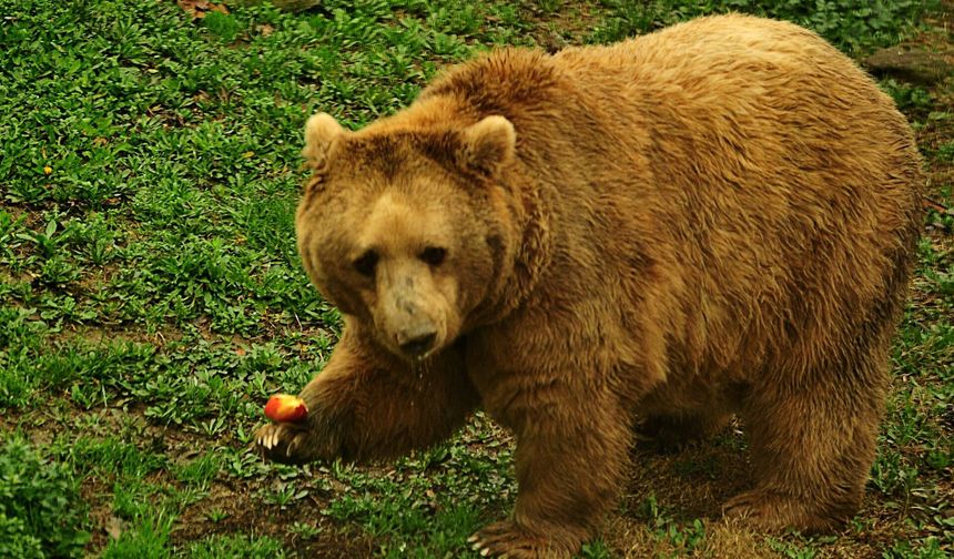 Karlar Eriyor, Tehlike Büyüyor: Ayılar Yaylada!
