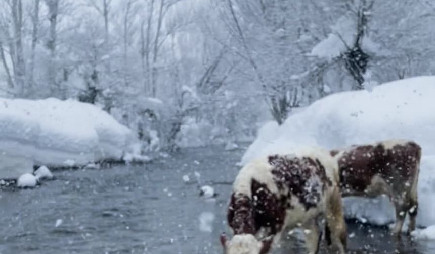 Ovacık’ta Besicilerin Zorlu Kış Mesaisi