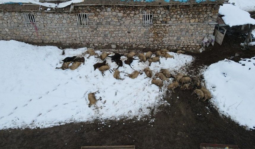 Kemah’ta 80 Koyun Telef Oldu, Zehirlenme Şüphesi