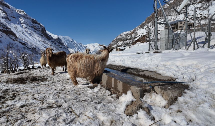 Beytüşşebap’ta Keçi Sayısı Azaldı, Çiftçiler Keçi Desteği Bekliyor
