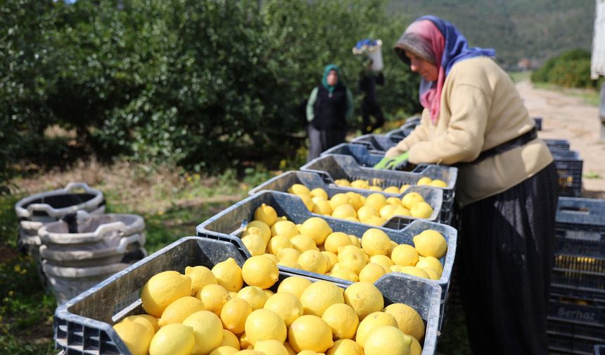 Kozan’da Dikenli Limon Üreticinin Yüzünü Güldürdü