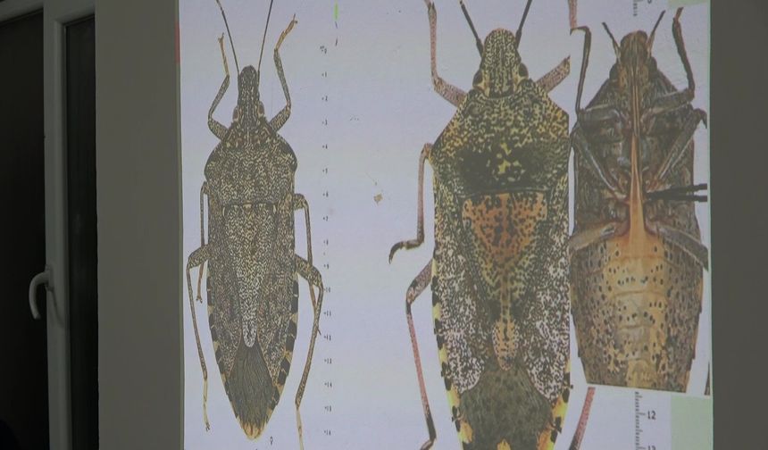 Karadeniz’de kokarca alarmı: 2030’dan sonra etkisi azalacak