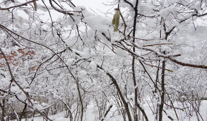 Fındık İçin Kritik Uyarı! Mart Soğuğu Don Riski mi?