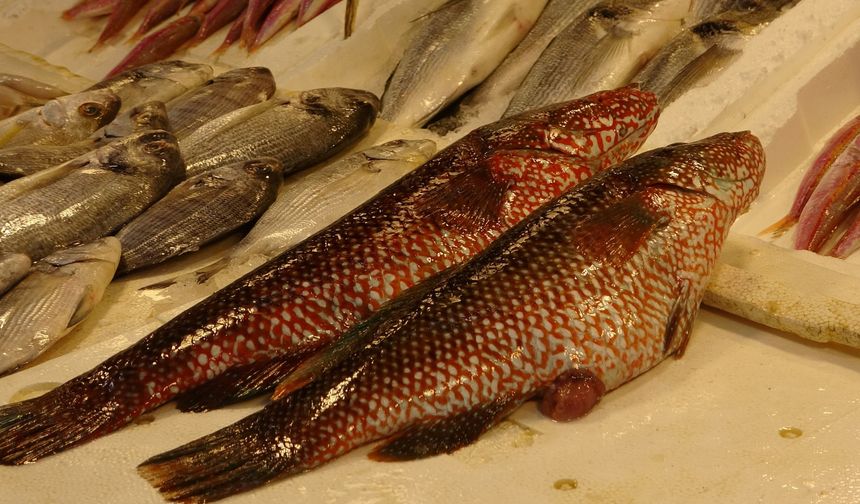 Mersin’de Tropikal Balık Şaşkınlığı! Lagos Tezgahlarda