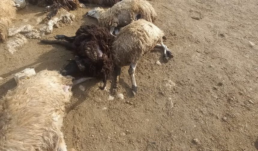 Kurt Panik Yarattı: 64 Koyun Telef Oldu