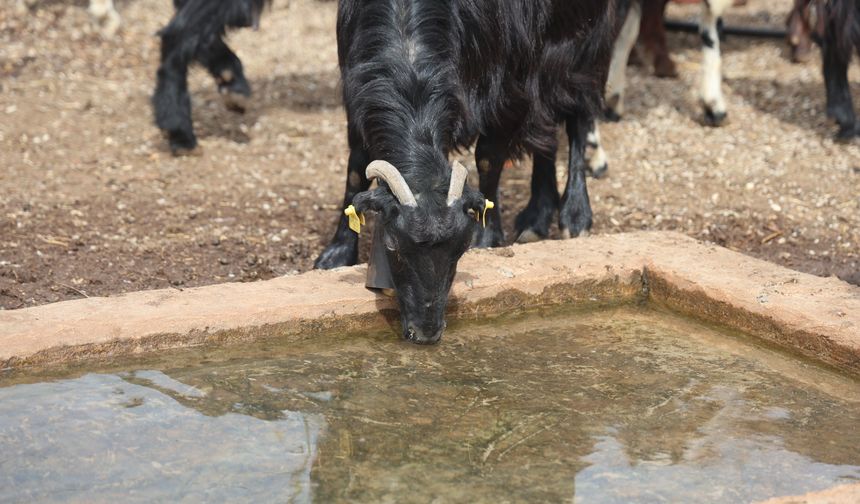 Zehirli Su İddiası: 43 Küçükbaş Telef Oldu