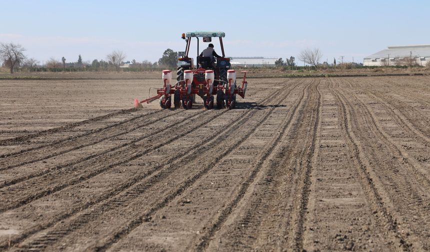 Çukurova’da Yağış Umudu: Mısır Ve Ayçiçeği Ekimi Başladı