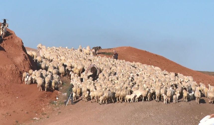 Sürüde Duygusal Buluşma: Kuzular Annelerini Böyle Buldu!
