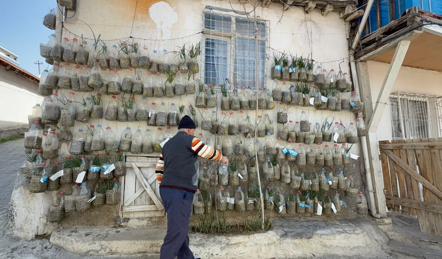 Bahçesi Yoktu, Duvarı Tarlaya Çevirdi!
