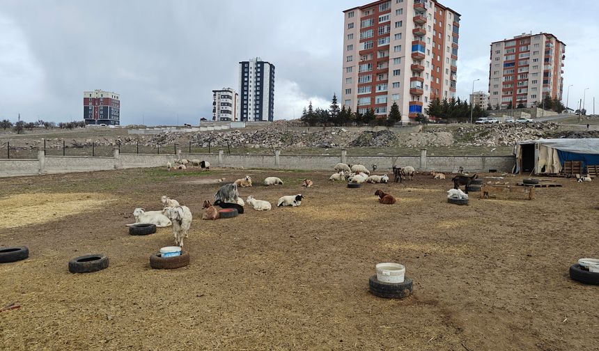 Gece Yarısı Dehşeti! Ahıra Saldırdılar: 6 Keçi Telef, 5’i Kayıp