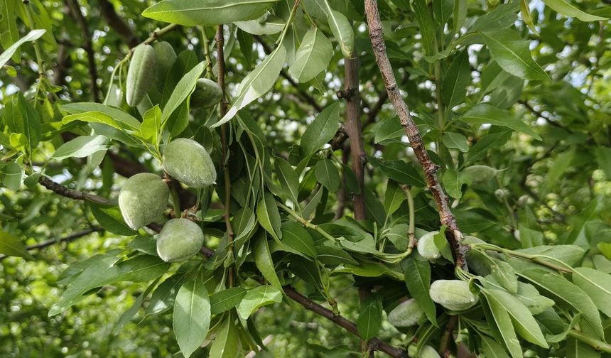 Sezonun İlk Sürprizi! Çağla 150 TL’den Tezgâhta