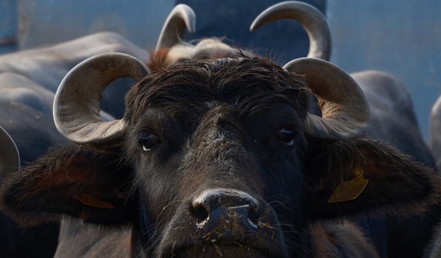 Milyonları İlgilendiren Gelişme! Mandada Verim 2 Katına Çıktı