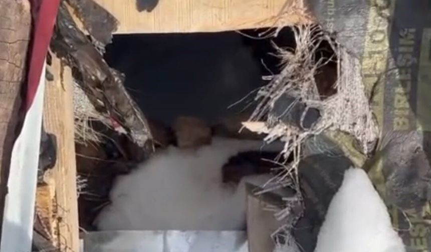 Çatıyı Delip Girdiler: Yaylada Ayı Şoku!