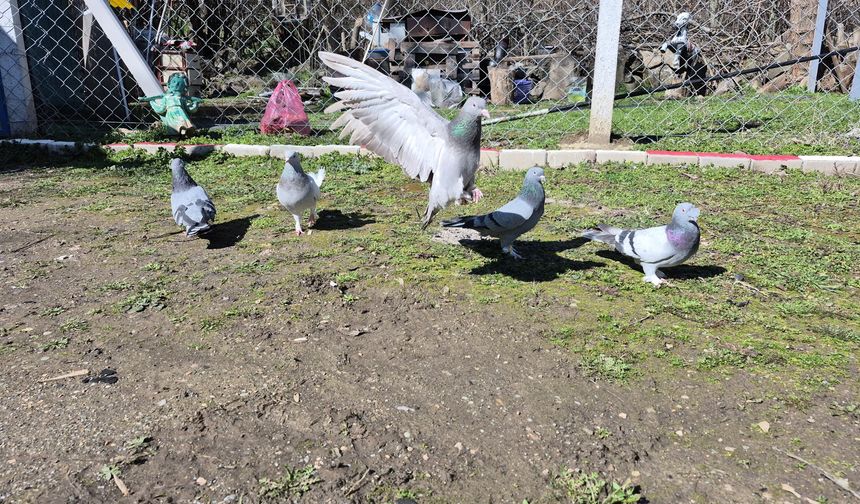 16 Km Yol Gidiyor: Güvercin Tutkusu Servet Değerinde