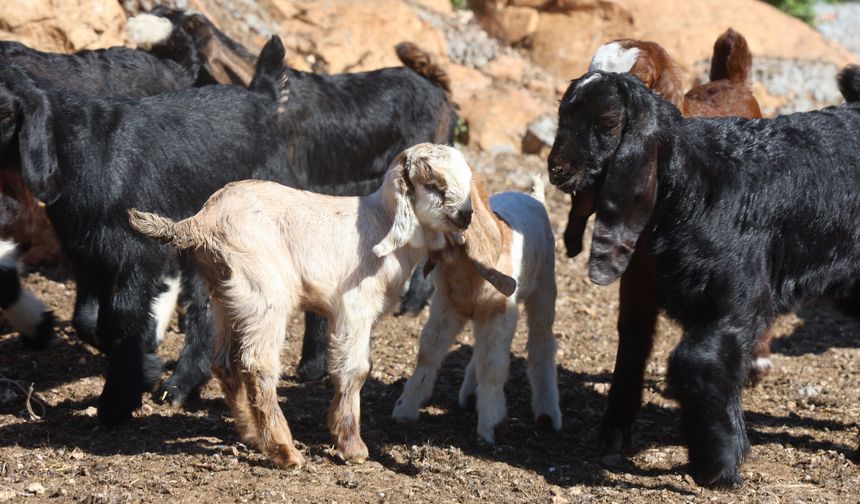 Zehirli Su Felaketi: 43 Hayvan Telef Oldu!