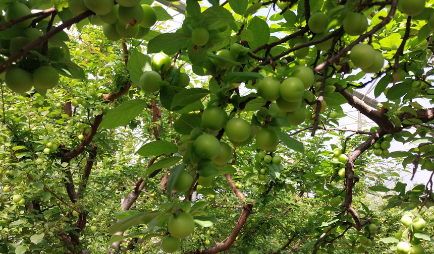 Sezon 4 Binle Açıldı, Fiyatlar Hızla Düştü!