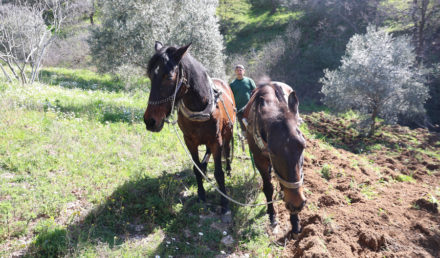 Aydın Dağlarında Karasaban Mesaisi: Günlük 6 Bin TL