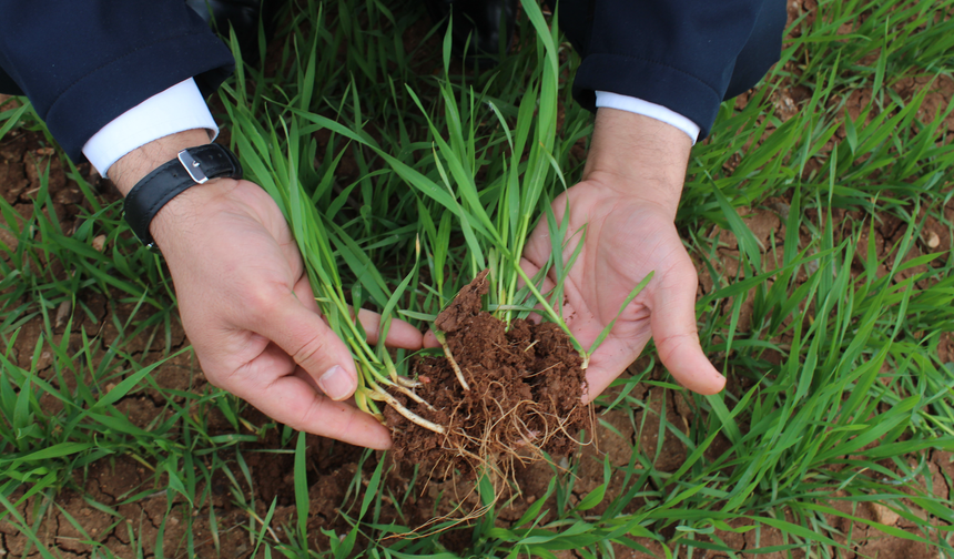 Siirt’te Yağış Bereketi! Verim Rekor Kırabilir