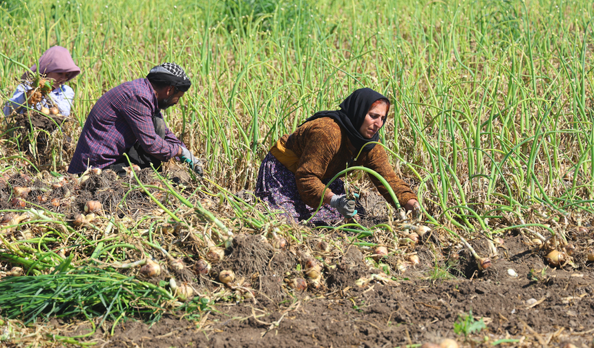 SOĞANDA HASAT BAŞLADI: FİYAT BELİRSİZLİĞİ ENDİŞELENDİRİYOR
