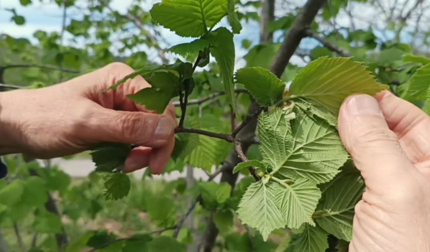 Fındıkta Rekolte Umudu Arttı! Asıl Tehlike Kapıda