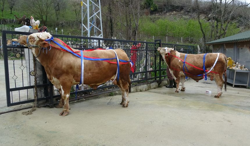 TONLUK KURBANLIĞA UMRE HEDİYESİ ŞAŞIRTTI