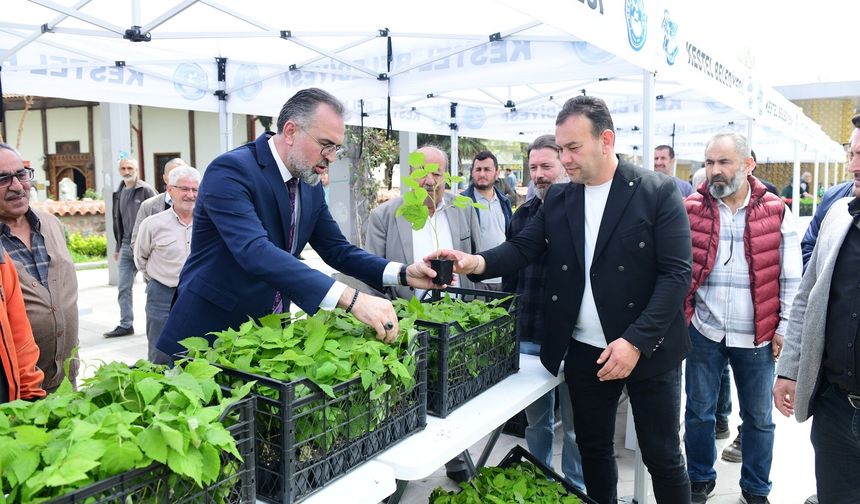 Kestel’den Dev Tarım Hamlesi: 6 Bin Ahududu Fidanı Dağıtıldı