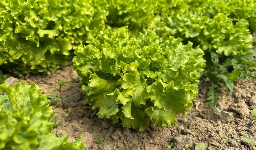 Marulda Fiyat Patladı: Ekim Yapmayan Çiftçi Pişman Oldu