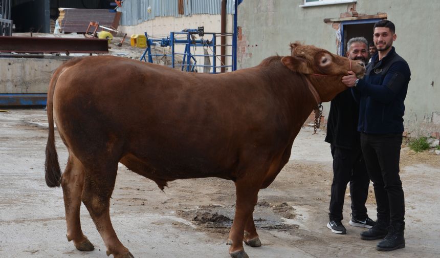 Bir ton 140 kilogramlık dana 575 bin liraya alıcı buldu