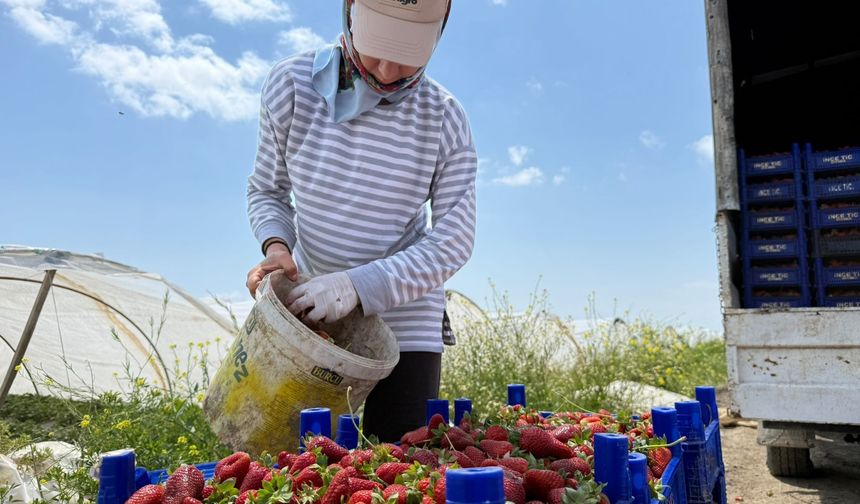 Serik’in Çilek Üreticilerinden ‘Hal’ Çağrısı: Tarlada 35 TL, Markette 150 TL