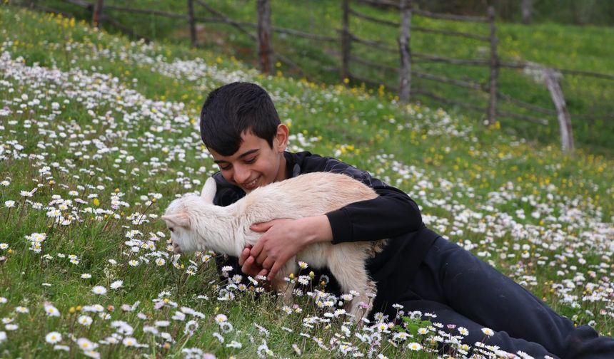 Boğazın Minik Çobanları Geliyor: Lapseki’de Çocuklar Podyuma Kuzularıyla Çıkacak
