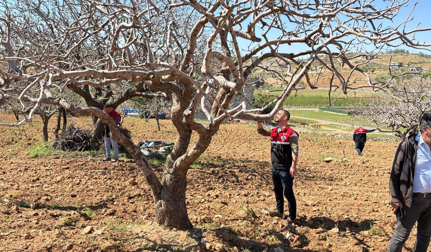 Adıyaman’da Dolu Afeti: Ağaçlar Gövdesinden Yaralandı, 3 Yıllık Verim Yok Oldu
