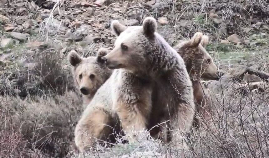 Pülümür’de Ayı Ailesinin Çay Keyfi: Anne ve Yavruları Kameralara Yansıdı