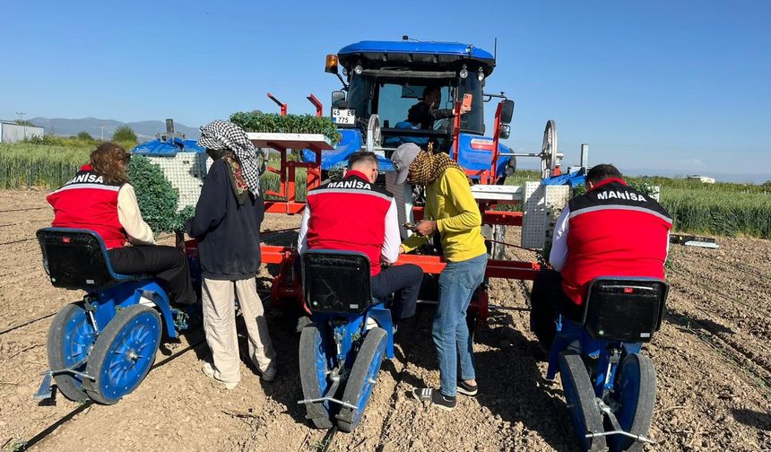 Manisa’da Domates Dikimi Başladı: Hedef 131 Bin Dekar