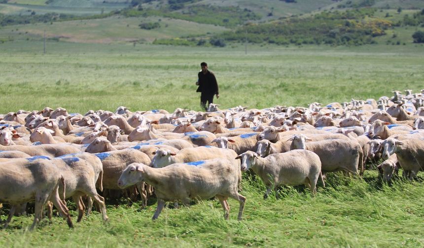 Küçükbaş Hayvancılık Desteğinde Son Gün: Başvurular Bitiyor